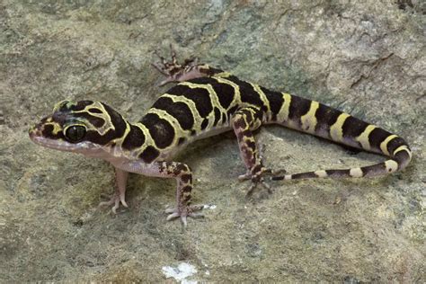 Scientists discover 15 new gecko species in Myanmar