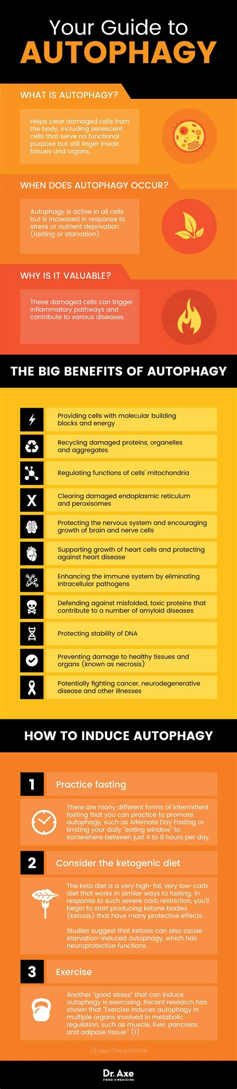 Benefits of Autophagy, Plus How to Induce It - Dr. Axe