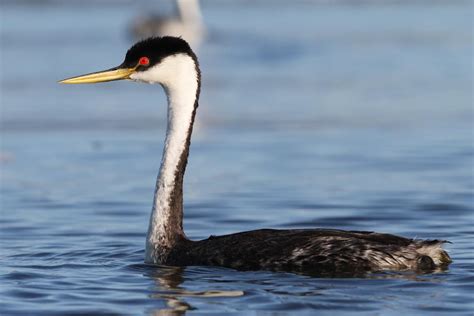 Birds of Lake County | Redbud Audubon Society