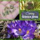 Middle School Homeschool Science 50 Free Spring Activities