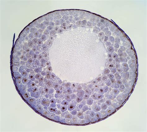 Blastula | Embryonic Development, Cell Division & Gastrulation | Britannica