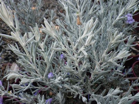 Eremophila Nivea (2) - Landsdale Plants