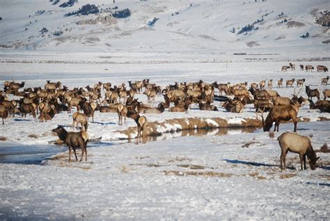 National Elk Refuge (Jackson) - All You Need to Know BEFORE You Go ...