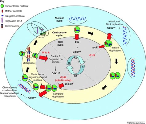 Centrosome control of the cell cycle: Trends in Cell Biology