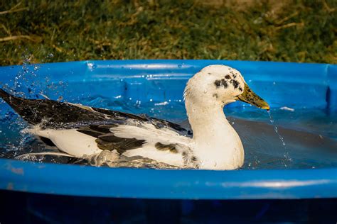 Potential Duck Health Challenges - The Open Sanctuary Project