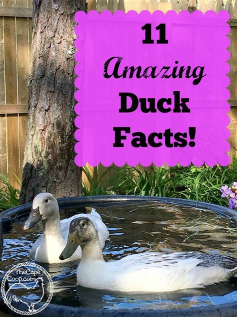 11 Amazing Duck Facts! - The Cape Coop