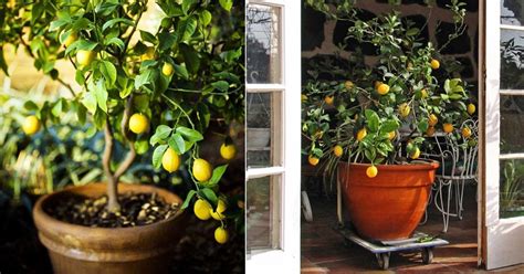 Lemon Seeds 25 Dwarf Lemon Tree Seeds Relic Lime Potted Plant | Etsy