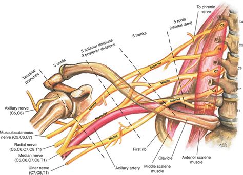 Brachial Plexus Anatomy