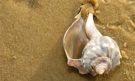 Knobbed Whelk | Chesapeake Bay Program