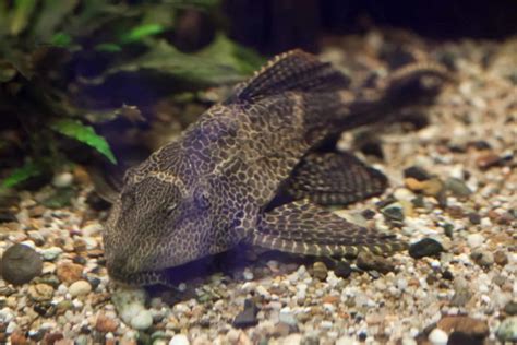 Sailfin Pleco - Lifespan, Care Guides, And More!