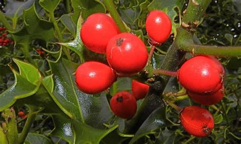 Holly Tree Types And General Care - Epic Gardening