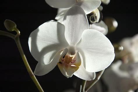 Orchid in Sunlight Free Photo Download | FreeImages