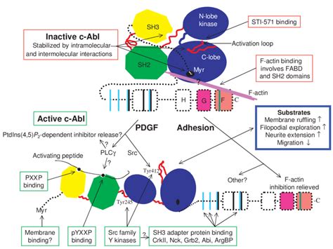 Proposed mechanisms for the regulation of c-Abl tyrosine kinase. The ...