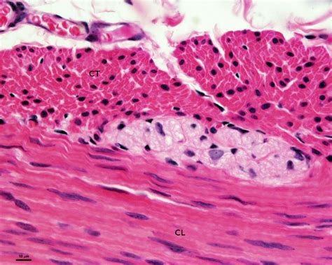 Histología en Imágenes : TEJIDO MUSCULAR LISO