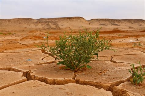 Planting Trees: The Best Weapon Against Global Warming!