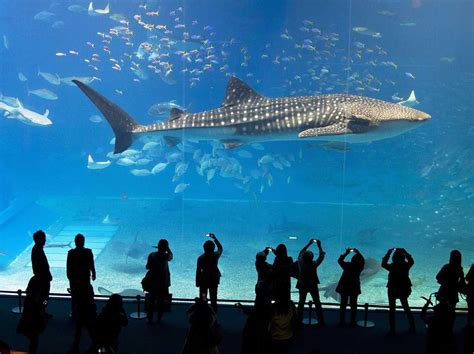 Bangkok Aquarium | Whale shark, Aquarium sharks, Whale