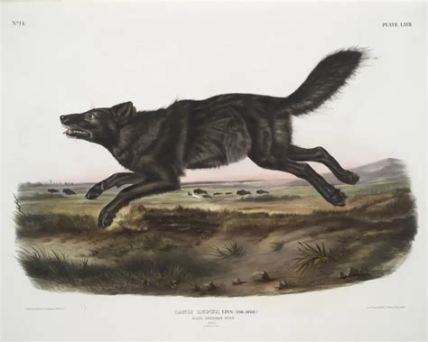 Florida black wolf - Facts, Diet, Habitat & Pictures on Animalia.bio