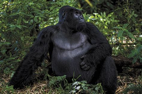 Silverback Gorilla Safari in Virunga National Park, Congo, Africa