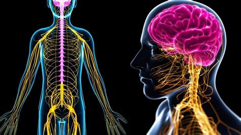 El SISTEMA NERVIOSO PERIFÉRICO explicado: ¿Cuáles son sus partes y cómo funciona?🧠 | Sistema ...