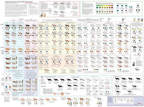 House cat coat colours and patterns | Cat colors, Types of cats, Cat facts