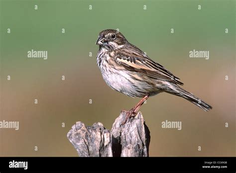 Lark Bunting - female Stock Photo - Alamy