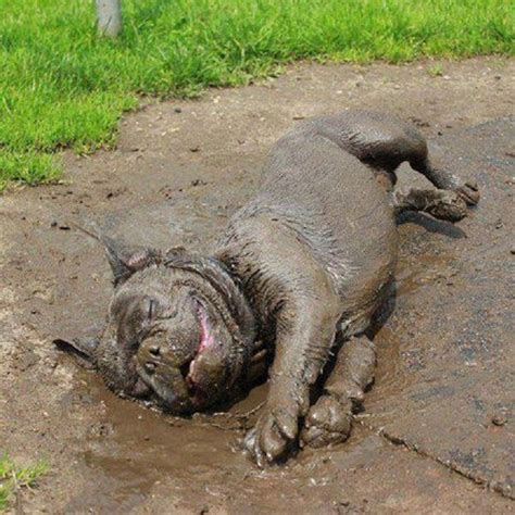 20 Muddy Dogs Who Aren't Even Sorry About It