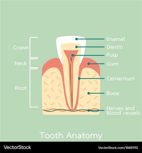 Incisor tooth anatomy structure Royalty Free Vector Image