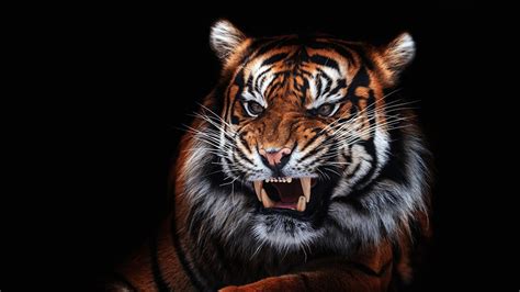 Tiger Roar Wallpapers - Top Free Tiger Roar Backgrounds - WallpaperAccess