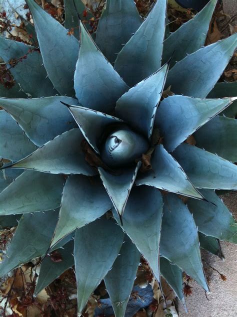 Blue Agave. | Blue agave plant, Blue agave, Agaves