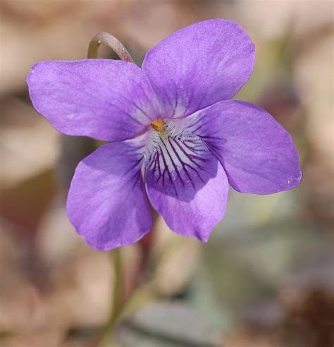 File:Alpine Violet Viola labradorica Flower Closeup 1456px.jpg - Wikimedia Commons