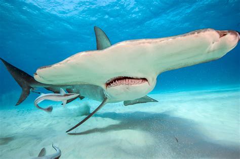 Great Hammerhead Shark, Sphyrna mokarran, swims over the sandy flats offshore South Bimini ...