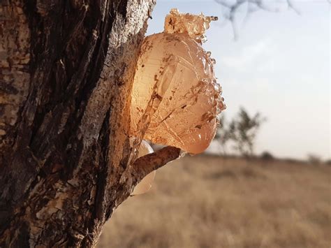 Acacia Gum: A Natural and Functional Ingredient - Nexira