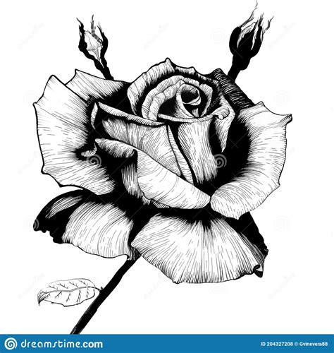 Rose Flower. Ink Drawing. Decorative Composition. Floral Motives Stock ...