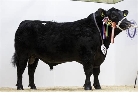 Royal Northern Spring Show 2020 Results - Aberdeen-Angus Cattle Society