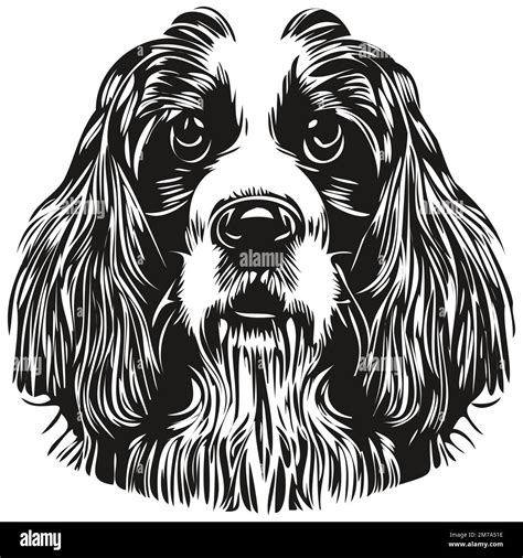 Spaniel English Springer dog hand drawn illustration, black and white ...