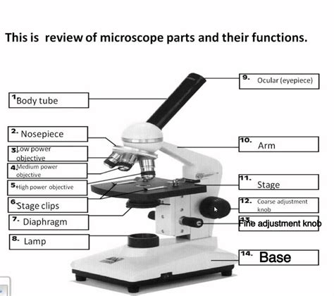 Microscope Parts Worksheet Answer Key – Thekidsworksheet