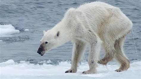 Emaciated polar bear, what's to blame? - CNN Video
