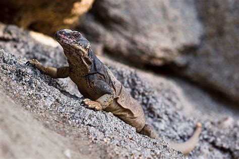 20+ Chuckwalla Lizard Baja California Desert Stock Photos, Pictures ...