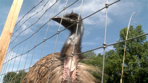 Loose emu captured, died moments later