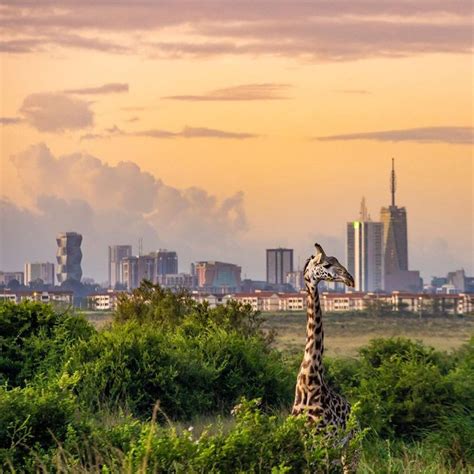 The future of Nairobi National Park: a review of the 2022-2030 plan - AMBOSELI CONSERVATION PROGRAM