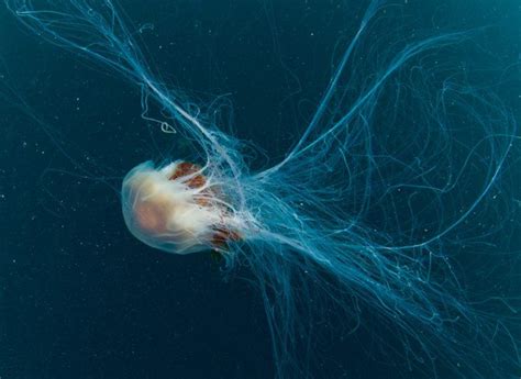 How do you treat a lion’s mane jellyfish sting? Now we know