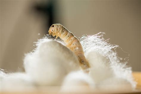 How Is Silk Made? The Ethical Dilemma of Its Origins | Discover Magazine