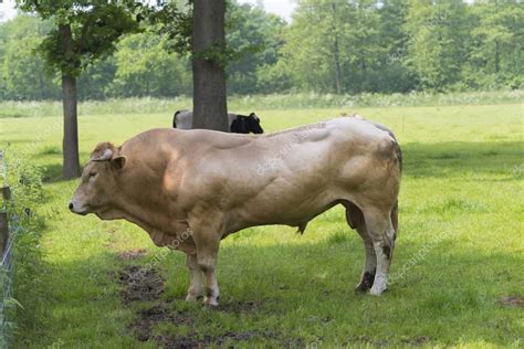 Impressive limousine bull — Stock Photo © hansenn #143117849