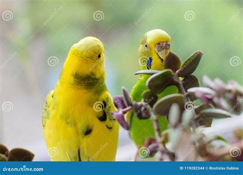 Budgerigar Sits on a Branch. the Parrot is Brightly Green-colored. Bird Parrot is a Pet ...