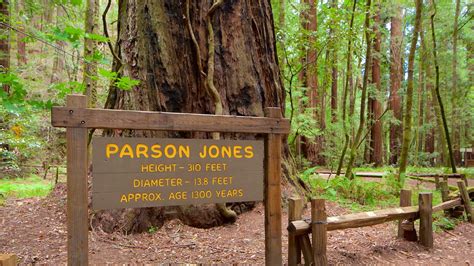 Armstrong Redwoods State Park in Guerneville, California | Expedia