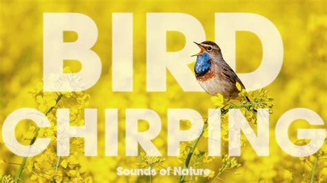 Bird Chirping | Sounds of Nature - YouTube