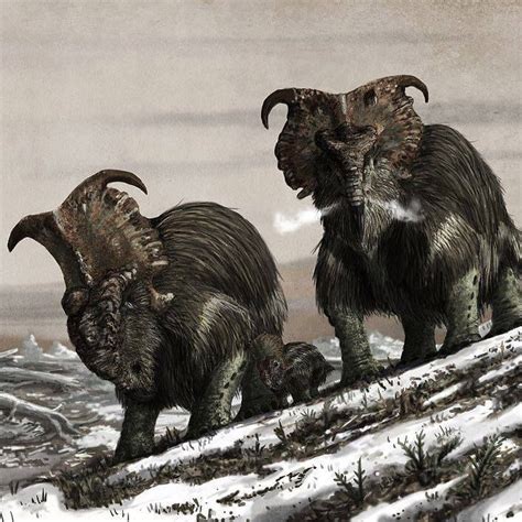 two horned animals standing on top of a snow covered hill