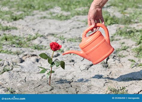 Watering a rose stock photo. Image of leaf, blossom, arid - 25306450