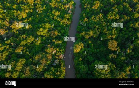 River of the Peruvian Amazon that has floodplain forests on the sides, jungle full of wildlife ...