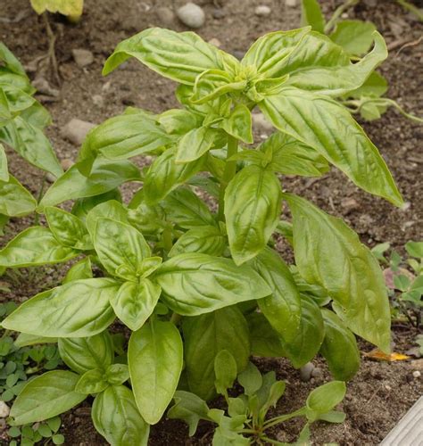 Genovese Basil Seeds – West Coast Seeds